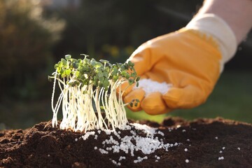 Man fertilizing soil with growing young microgreens on sunny day, selective focus