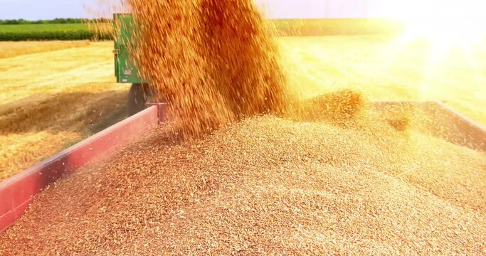 Combine harvester transferring freshly harvested wheat to tractor-trailer for transport to the silo at sunset, slow motion