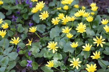 Beautiful yellow lesser celandine flowers and violets growing outdoors - obrazy, fototapety, plakaty
