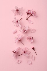 Beautiful spring tree blossoms and petals on pink background, flat lay