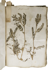 Ancient herbarium book