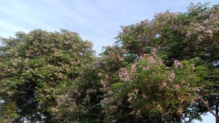 Beautiful Flowers Blossom on Neem with Mesmerizing Sky