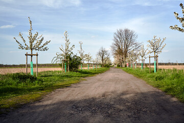 Dirt road and white flowering fruit trees in spring, Poland