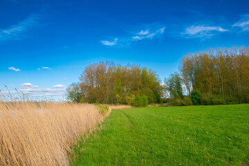 Obraz premium landscape with sky and grass