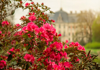Fototapeta na wymiar Piękne czerwone kwiaty Rododendronów w parku w Pszczynie.