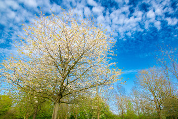 Obraz premium tree in spring