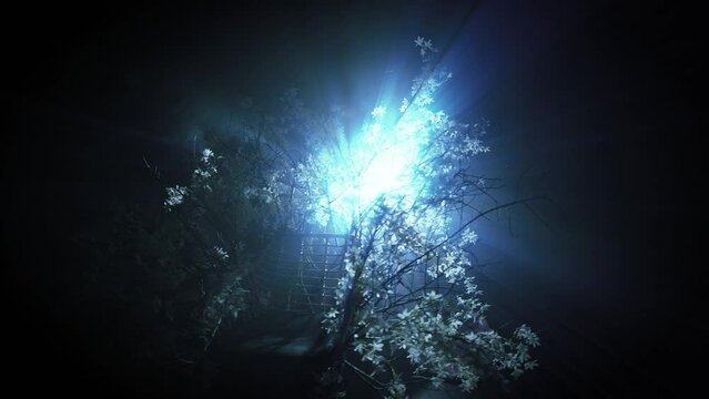 fantasy woman princess walking through branches in saint divine blue moon light rays in black night dark forest fog tree white flowers tree. sexy lady fairy elf Girl fashion model long hem ball gown