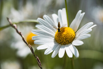 Obraz premium Margeriten im Frühling