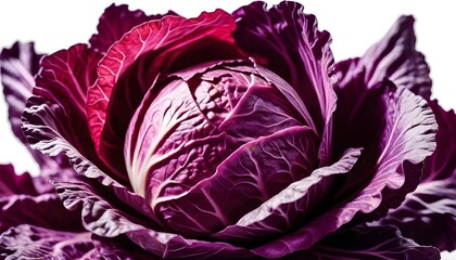 Obraz premium Red, cabbage and studio in white background for vegan, meal and prep in healthy diet for wellness. Fresh, organic and vegetable in food for salad, nutrition and cooking for kitchen in backdrop
