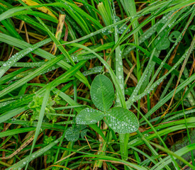 Dew on Grass and Clover in a Cornish Meadow.