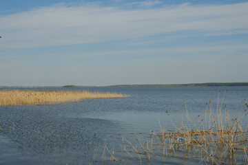 reeds on the lake