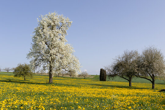Bl&uuml;hender Birnbaum auf einer Streuobstwiese mit L&ouml;wenzahn