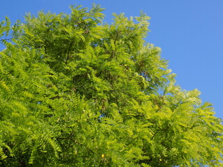 green branches