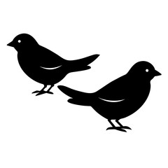two bird on white background -vector illustration