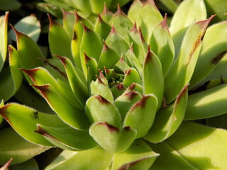 Fototapeta premium houseleek taken close up.
