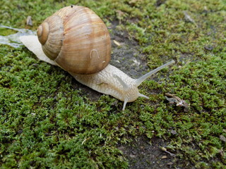 Brown snail on green grass.