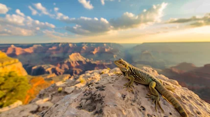 Plexiglas foto achterwand A lizard standing on rock in Grand Canyon. © rabbit75_fot