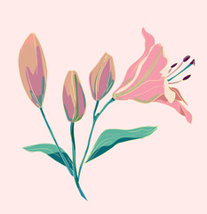 Hand Drawn Lily Flowers Beautiful Decorative Flowers Element for design Vector illustration,