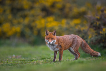 Fox sunset, orange evening light. Orange fur coat animal in the nature habitat. Fox on the green...