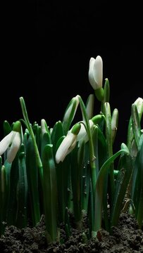 growth of snowdrops on a black background, white flowers, green plant timelapse