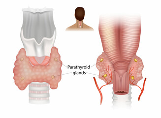 Parathyroid glands . Diagram showing structures in the human neck. Superior and Inferior parathyroid glands 