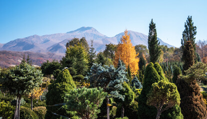 a vibrant nursery with varied trees and plants in the foreground, with a majestic mountain range...