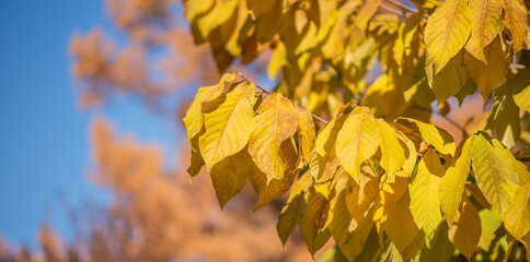 yellow leaves against a blurred background of trees with similar autumnal colors. The sharp focus on the leaves contrasts with the soft bokeh effect in the background, evoking a serene fall atmosphere