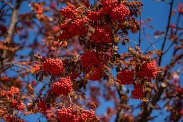 branches filled with clusters of red berries set against a vivid blue sky, with autumnal leaves in...