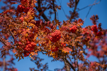 branches filled with clusters of red berries set against a vivid blue sky, with autumnal leaves in varying shades of orange and red.