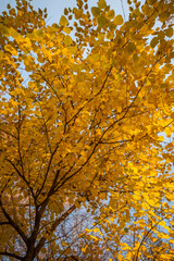 Fototapeta premium canopy of a tree with vibrant yellow leaves, backlit by the sun, creating a luminous effect with a clear blue sky in the background