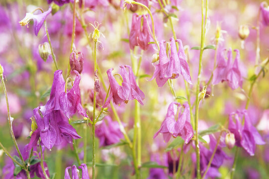 Aquilegia vulgaris flowers blooming with light bright petals. Spring blurred background of nature. Countryside. Sunny.