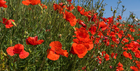 field of vibrant red poppies with delicate petals, interspersed with green foliage under bright sunlight.