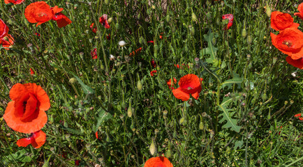 field of vibrant red poppies with delicate petals, interspersed with green foliage under bright sunlight.