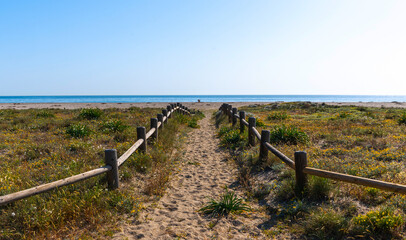 Sandy wooden-fenced pathway through a coastal dune landscape with wildflowers, leading to a calm...