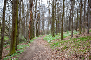 Early spring deciduous forest with flowering wood anemone