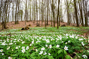 Spring forest with blooming white flowers