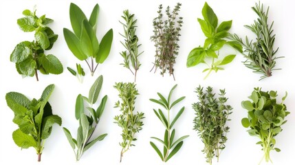 herbal plants collection for medical use