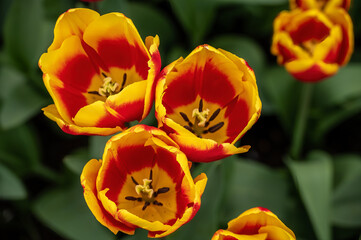 flower exhibition