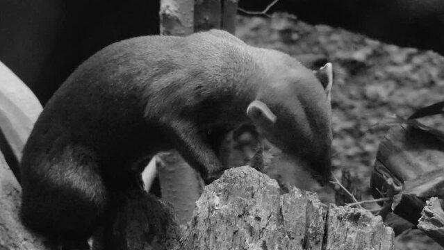 Ring-tailed mongoose (Galidia elegans)