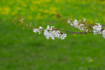 Blooming apple tree branch in the park
