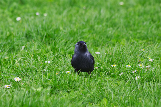 Western jackdaw staring at the camera close-up in the grass.