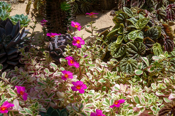 Fototapeta na wymiar Sydney Australia, fuchsia coloured flowering portulaca hana misteria plant in garden