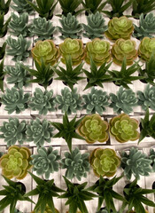 Various artificial succulents in pots as a background. Succulent plants in white mini-pots. Ideas for home decoration.Selective focus.