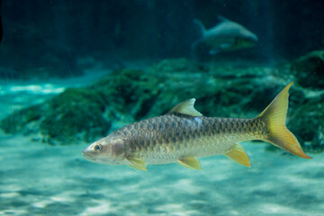 The Indian golden mahseer (Tor putitora) is an endangered species of cyprinid fish that is found in rapid streams, riverine pools, and lakes in the Himalayan region.