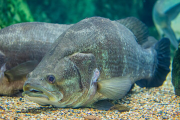 The Nile perch (Lates niloticus) is a species of freshwater fish. 
 It is widespread throughout...