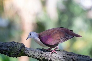 The Santa Cruz ground dove (Pampusana sanctaecrucis) is a species of bird in the family Columbidae. It is found in the southern Solomon Islands and Vanuatu. It is threatened by habitat loss.