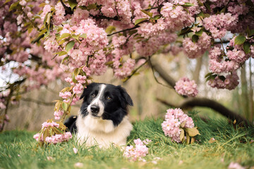 border collie in cherry blossom