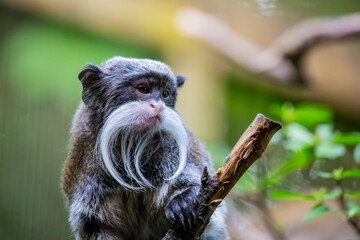a Emperor tamarin closeup image.
It is a species of tamarin allegedly named for its resemblance to...