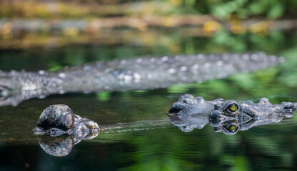 The gharial (Gavialis gangeticus) rests in the pond.
It is a crocodilian in the family Gavialidae,...