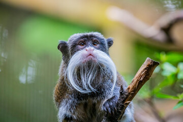 a Emperor tamarin closeup image.
It is a species of tamarin allegedly named for its resemblance to the German emperor Wilhelm II.